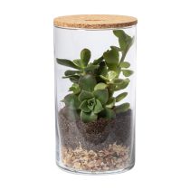 Anymak terrarium