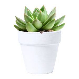 Konte flower pot